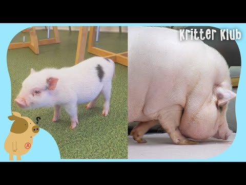Video: Cómo hacer una pausa en la casa / Potty Train un Micro Mini Pig