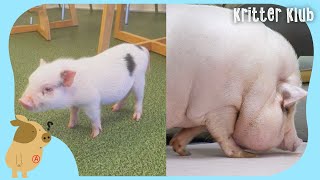 Brought A Mini Pig Home And 6 Months Later... (Part 1) | Kritter Klub