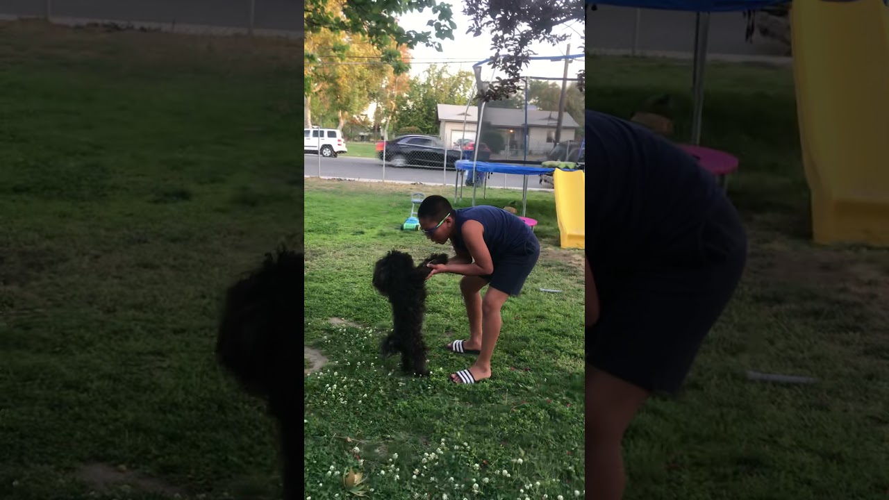 Dog hunting it’s owner 