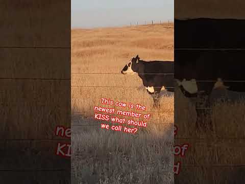🚨 I CAN'T BE THE ONLY ONE WHO SEES THIS... 🚨 Kiss COw #petme #petfoolery #chickpet #furbaby