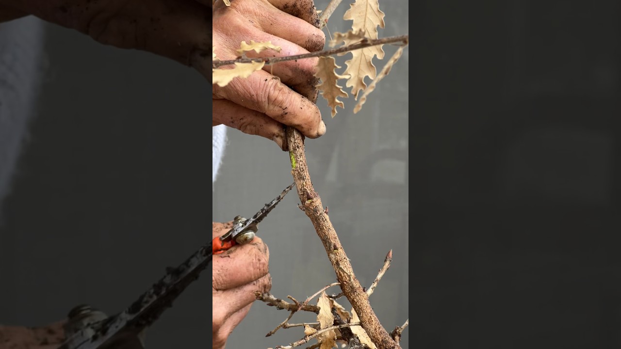 How to Know If a Tree is Dead 