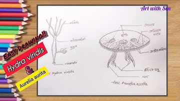 Aurelia Aurita Drawing Tutorial | HSC Biology Practical - Art with Sen