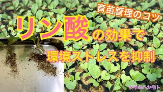 夏場の育苗管理【暑さに負けない苗つくり】　タネのハシモト