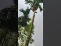 tamul lover #woodwark #video #farming #chicken #video #ternding