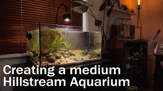 Creating a Hillstream Aquarium again
