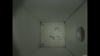 Nestbox 20181228/08:00 - 24 frames with movement