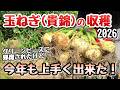 【玉ねぎ】貴錦の収穫の様子・もみじ3号の栽培の様子