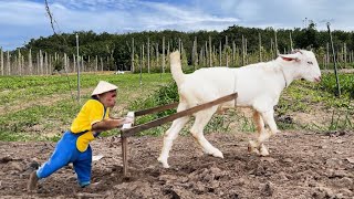 Cutis & Goat Farmer Harvest Fruits, Plow And Grow Vegetables At The Farm
