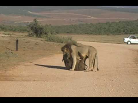 Lions Kill two Buffalo in Addo reserve,South Africa