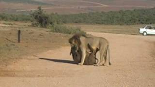Lions Kill two Buffalo in Addo reserve,South Africa