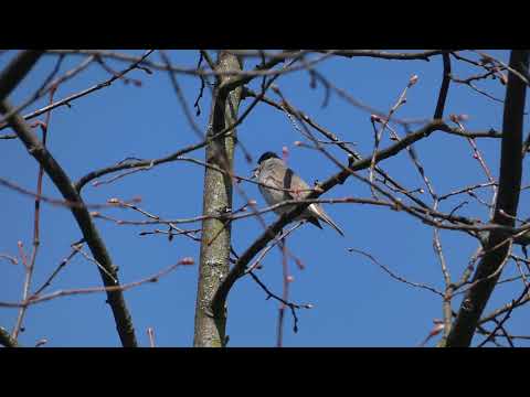 Blackcap singing near the leaf yard