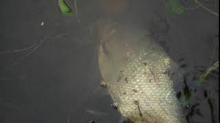 DSCF5435