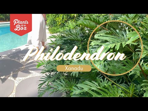 Video: Vidinis filodendras „Xanadu“– kaip auginti Xanadu filodendrą kambarinį augalą