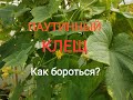 Паутинный клещ на огурцах.Как бороться?