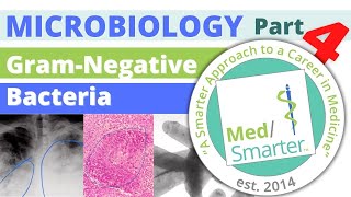 Information Gram Negative Bacteria | Microbiology | USMLE STEP 1 | Pt 4 Update