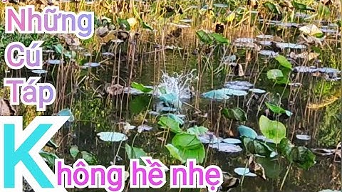 Câu cá lóc_Chiều muộn vào ao sen tìm cảm giác/Hữunghị tv