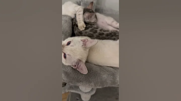 Watch the video about Life of a Bengal Kitten 😸 #bengalworld #bengalcat #bengalcatworld #bengallovers #kittens