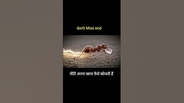 How Ants Find Their Food | Ants Pheromone Trail & Teamwork Explained