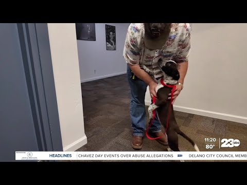 City Of Bakersfield Animal Care Center Bakersfield Ca