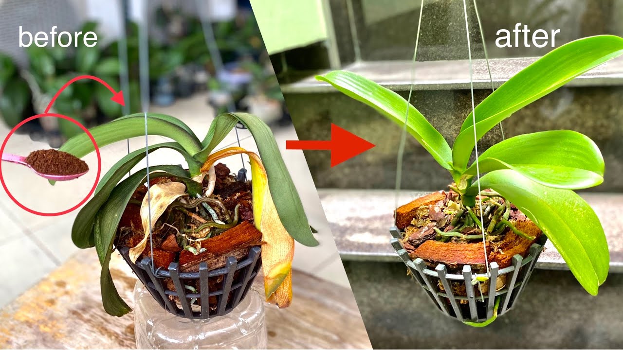Эта одна ложка для быстрого восстановления для орхидеи с размягченными грибком листьями