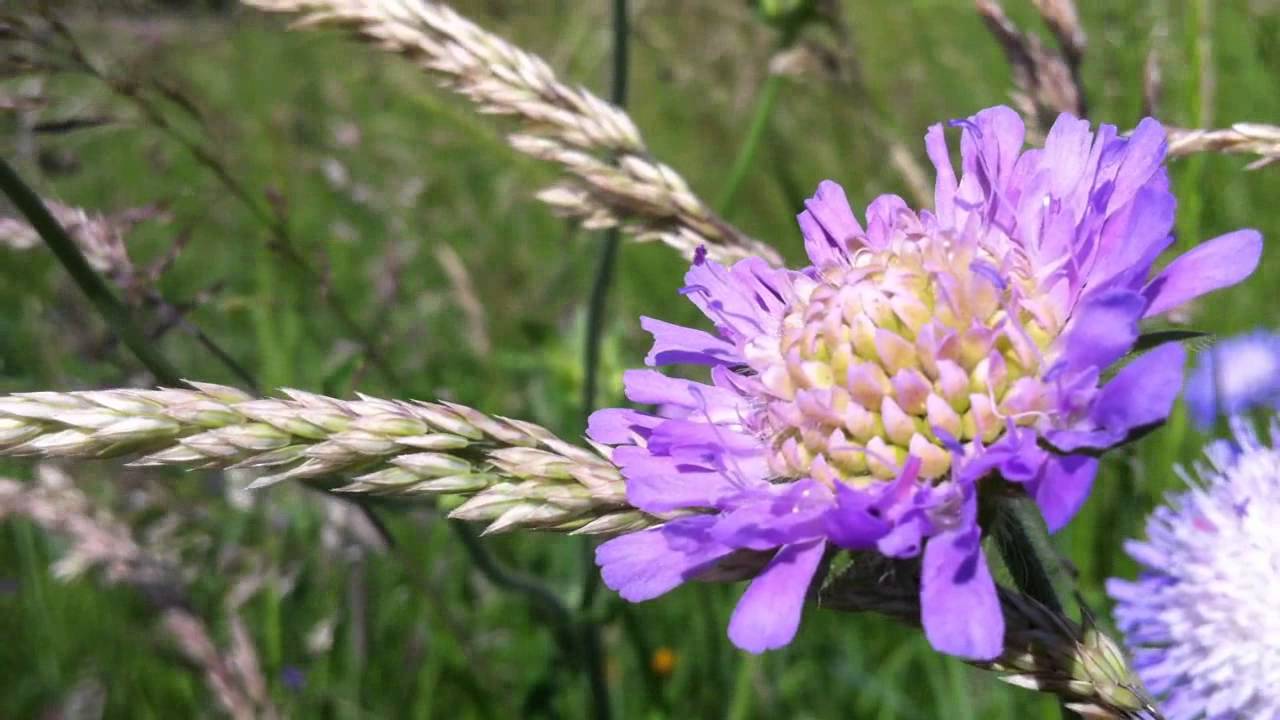 Field Scabious (Knautia Arvensis) - 2012-06-02