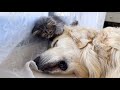 Kitten wakes up golden retriever try not to laugh