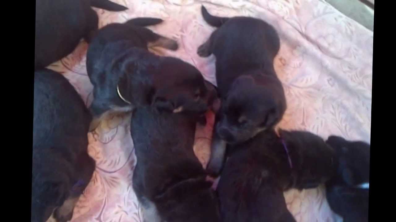 Two weeks old German Shepherd Puppies, Montego Bay Jamaica YouTube