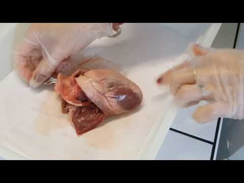 Tuto dissection coeur de mouton