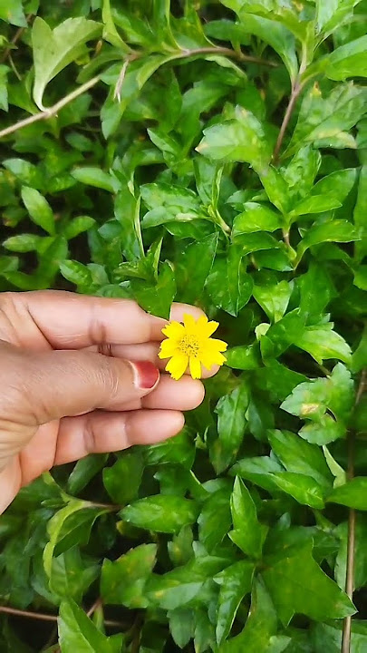 kiseni 🌼💮puch🥺🥺