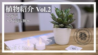 【植物紹介】Vol.２八荒雷神〜アガベ〜