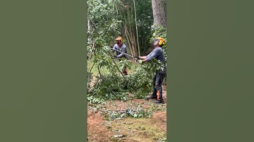 Oak Tree Removal | No crane acess | Kenny’s Tree Removal