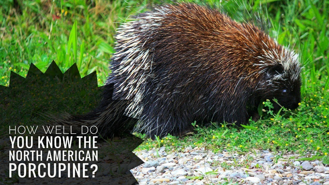 north american porcupine range