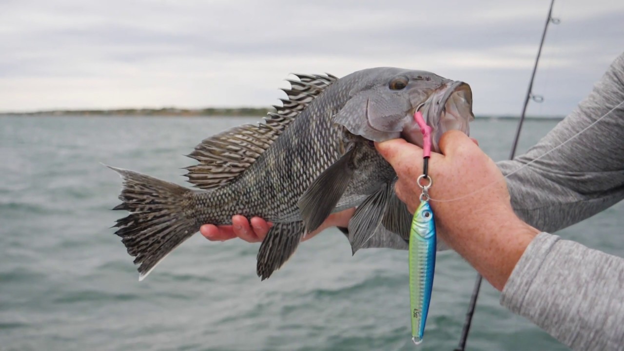 How-To: Fishing for Sea Bass on the Southside (Hogy Herring Jig