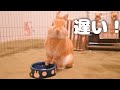 帰りが遅くなったら食器の前で待機して顔を合わせようとしないウサギがこちら【No.386】