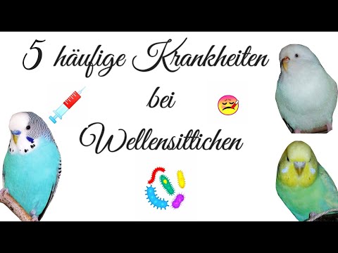 Video: Pacheco-Krankheit Bei Vögeln