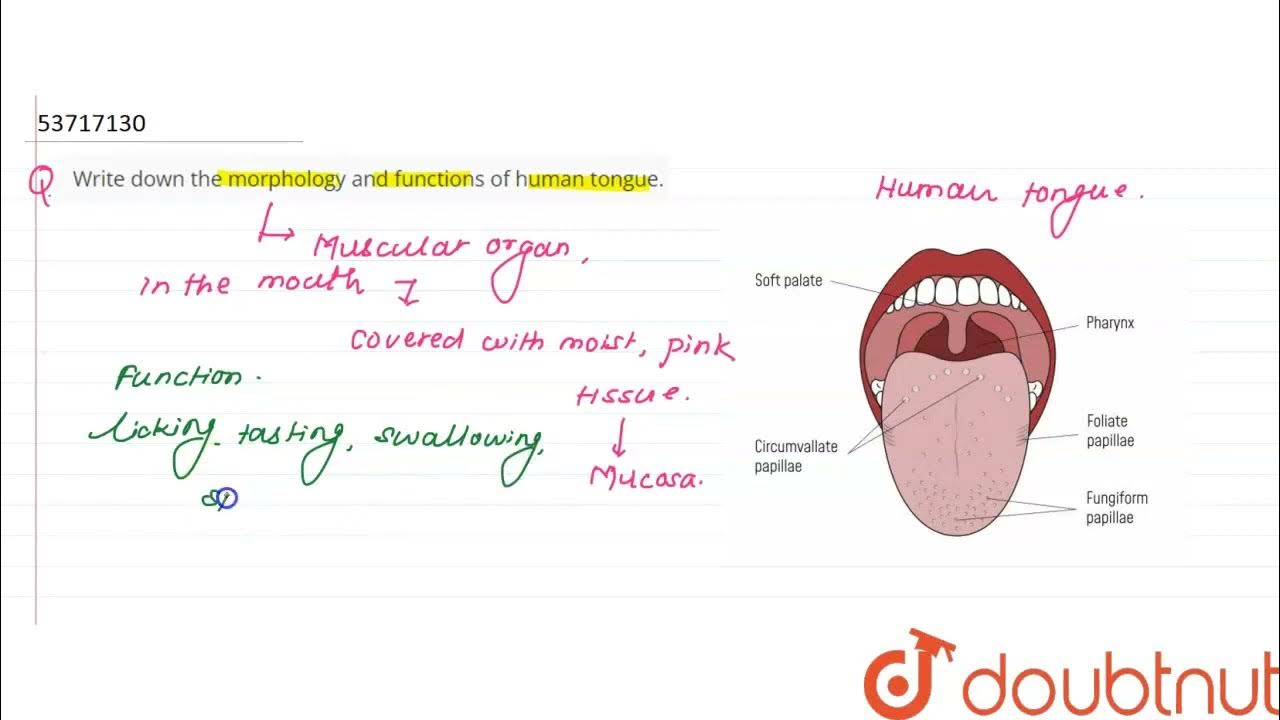 Write down the morphology and functions of human tongue. CLASS 11