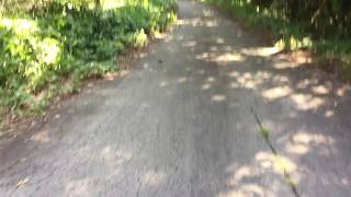 オナガアゲハ / Papilio macilentus 長野県八ヶ岳林道 2015/08/02 butterfly of Japan