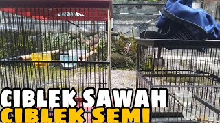 Ciblek Sawah dan Ciblek Semi Gacor