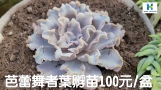 【超值多肉植物葉孵苗在這~乎你紅莊園】伙伴說帶回家的多肉植物葉孵苗成功率100%