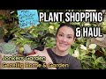 60 huge monstera thai constellation  plant shopping  house plant haul  jonkers garden  gezellig