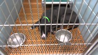 dogs in adoption available NOW 12 4 001