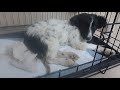 Лечим спасённых собак в ветклинике/Кормление стаи
