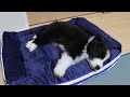 まんまるモフモフな子犬が可愛すぎてキュン死寸前!ボーダーコリー子犬