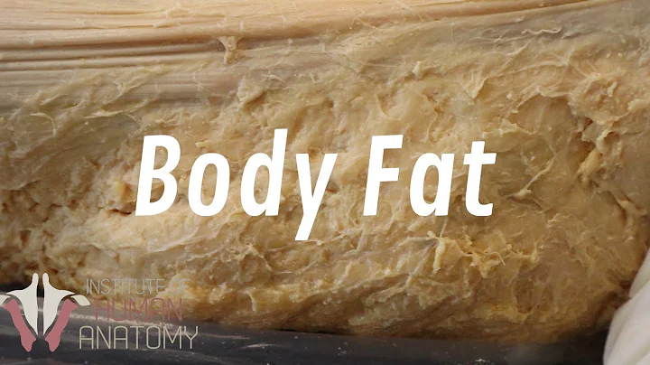 What is the most harmful body fat? (2023)