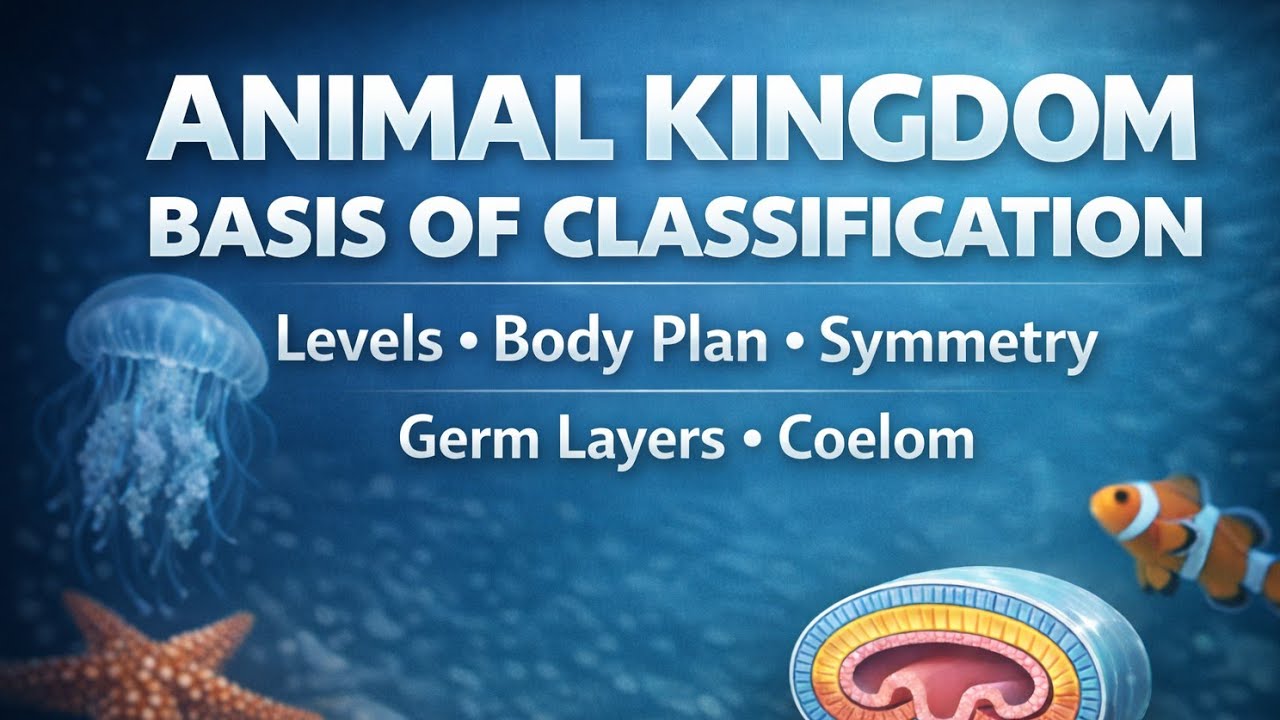 Animal Kingdom | Basis of Classification | Levels, Body Plan, Symmetry, Germ Layers & Coelom