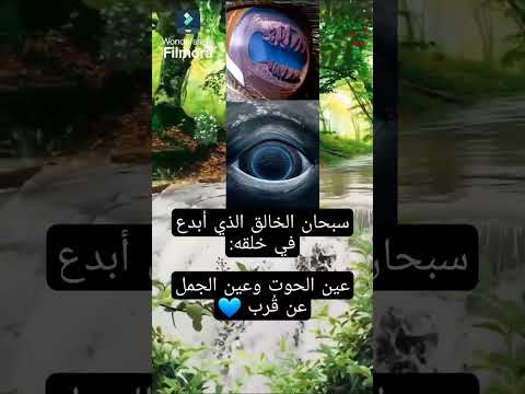 ما لم تراه من قبل عين الحوت وعين الجمل عن قرب فسبحان الله الابل الحوت راقت لي سبحان الله 