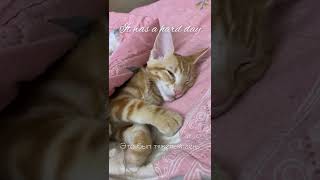 Sweetly Sleeping kitten Peach after a hard day