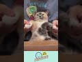 Update New 전설의 춤꾼 팝핀 냥이