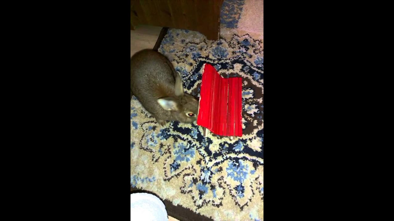 Rabbit chin marking territory YouTube