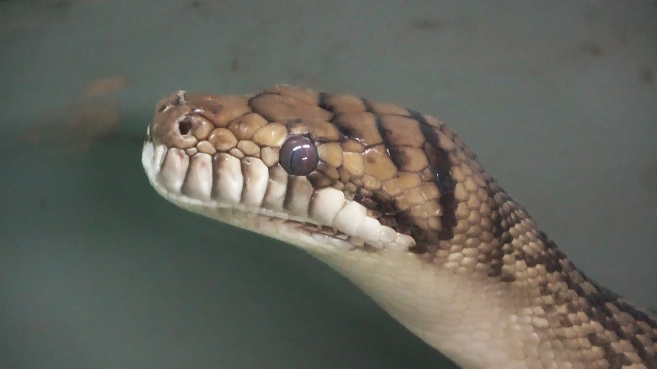 草津熱帯圏のヘビたち🐍 世界の珍しいヘビに出会える爬虫類館 - YouTube